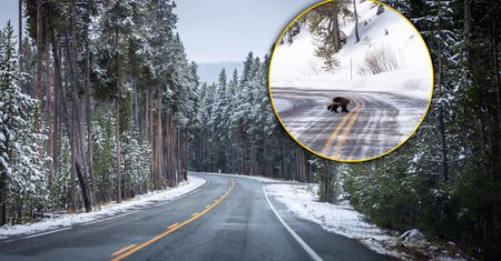 Sfotografował rzadki gatunek. Myślał, że to młody niedźwiedź