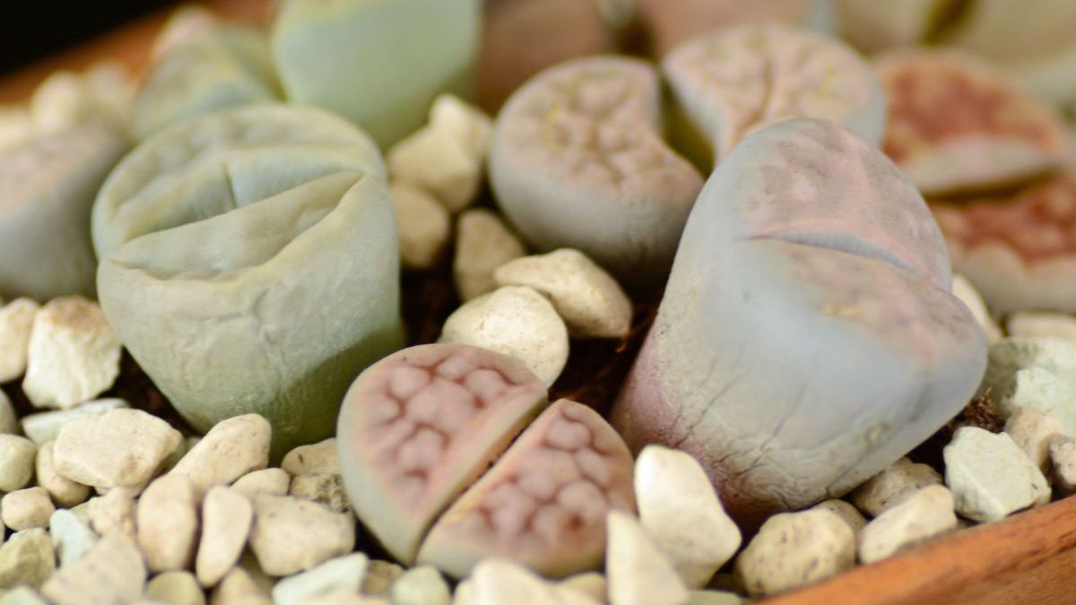 Lithops