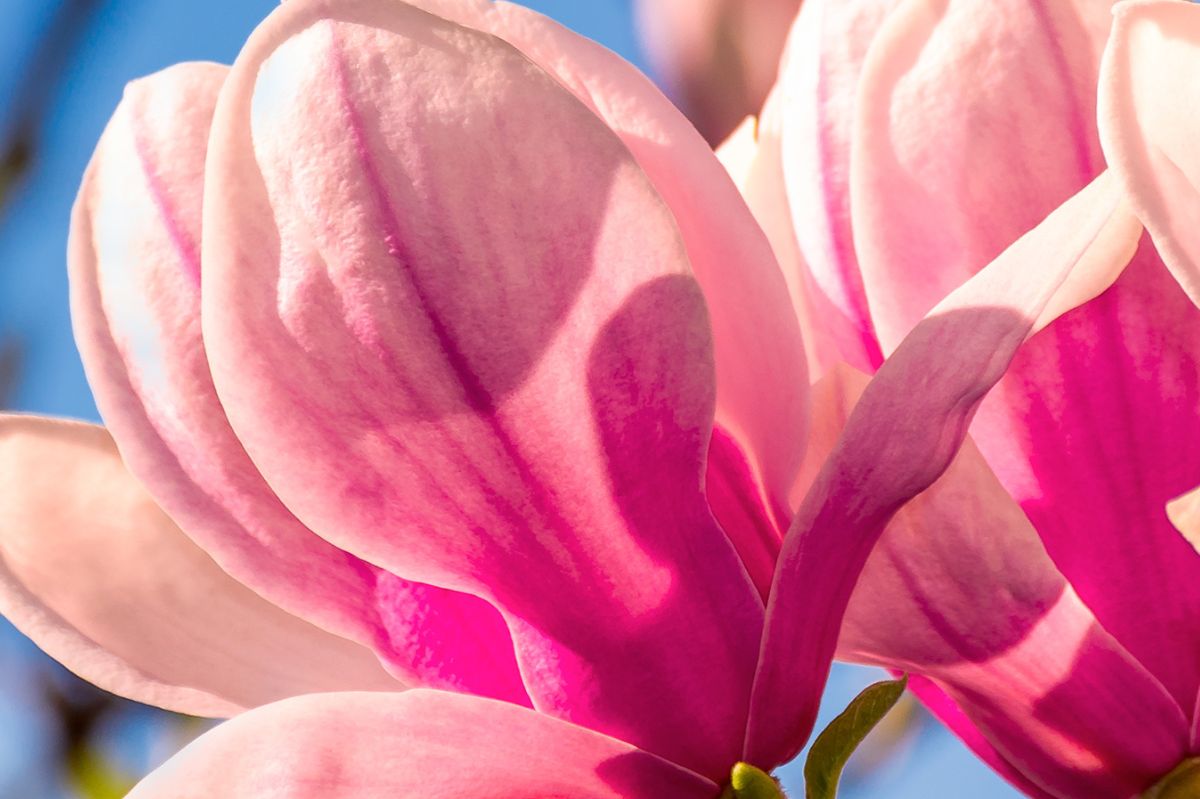 Unlocking magnolia’s secrets: Beyond beauty to health wonders
