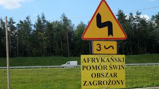 ASF w gminie Brodnica. Wybito ponad 2 tysiące zwierząt. Straty mogą zostać oszacowane nawet na ponad milion złotych