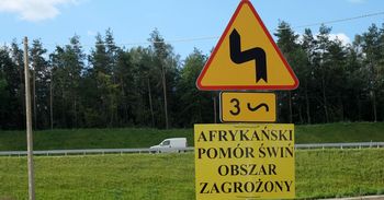 ASF w gminie Brodnica. Wybito ponad 2 tysiące zwierząt. Straty mogą zostać oszacowane nawet na ponad milion złotych