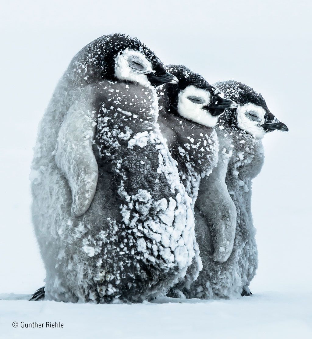 Miłośnicy dzikiej przyrody i fotografowania natury mogli wypowiedzieć się, głosując w dorocznym plebiscycie na Wybór Publiczności w konkursie Wildlife Phtoographer of the Year.