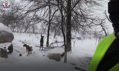 Poniatowa. Właścicielowi hodowli odebrano 18 owczarków