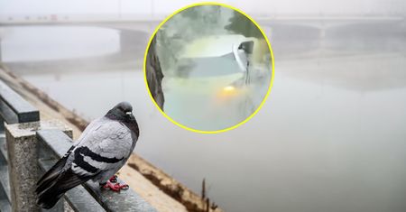 Niecodzienny wypadek we Wrocławiu. Auto zanurkowało w fosie