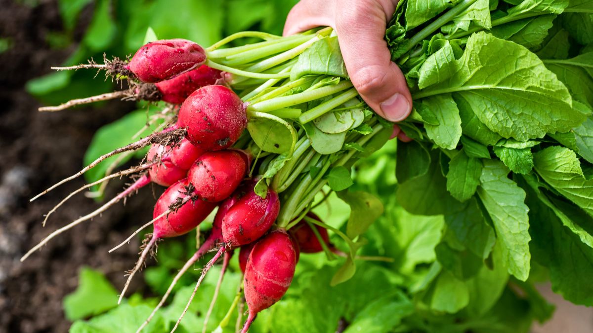 Tak sadzona rzodkiewka da ogromne plony 