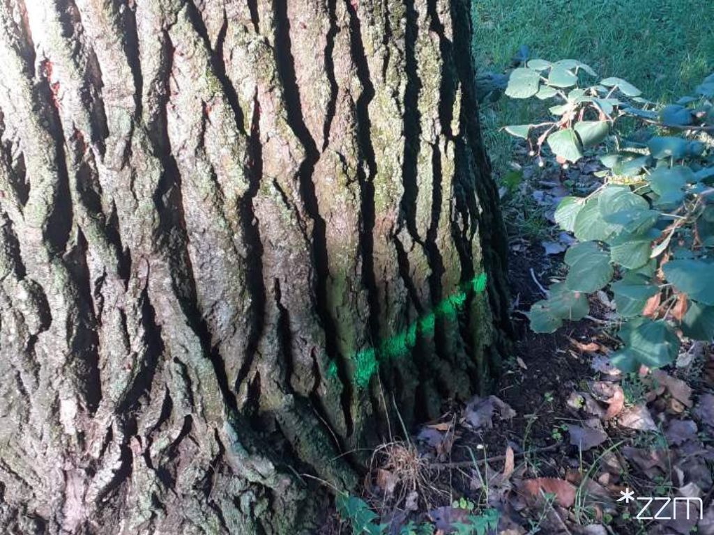 Poznań: Oznaczenia na pniach drzew w parku na Wildzie. Będzie wycinka?