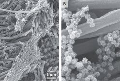 Witamina D. Jej brak może wpływać na zakażenie koronawirusem. Wniosek? Warto jeść ryby