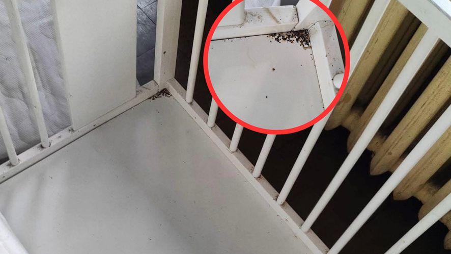 Pluskwy zalęgły się w łóżeczku dziecka