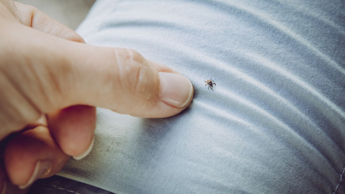 Annoying dangerous tick bug on persons trousers, finger pointing at it. Wear light clothes so you can spot them easily when going to forest. Carries borreliosis and encephalitis.
Annoying dangerous tick bug on persons trousers, finger pointing at it. Wear light clothes so you can spot them easily when going to forest. Carries borreliosis and encephalitis.
Helin Loik-Tomson
disease, light