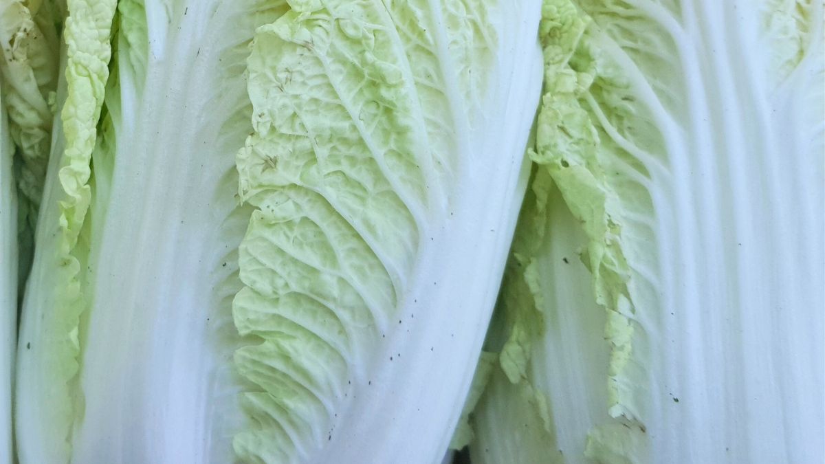 Czarne kropki na kapuście to nie zawsze oznaka choroby