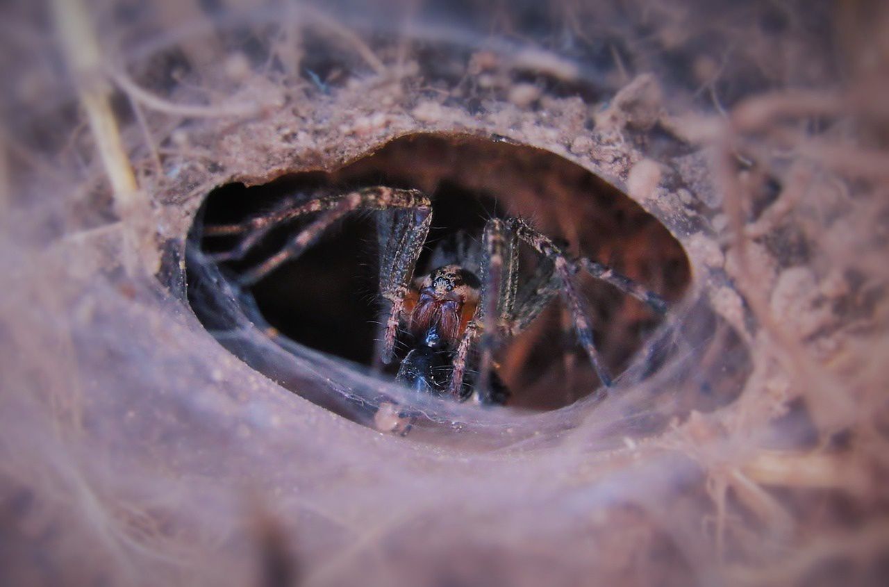 Ten pająk tworzy wielkie sieci w ogrodach. Zobacz, co robić, gdy go znajdziesz