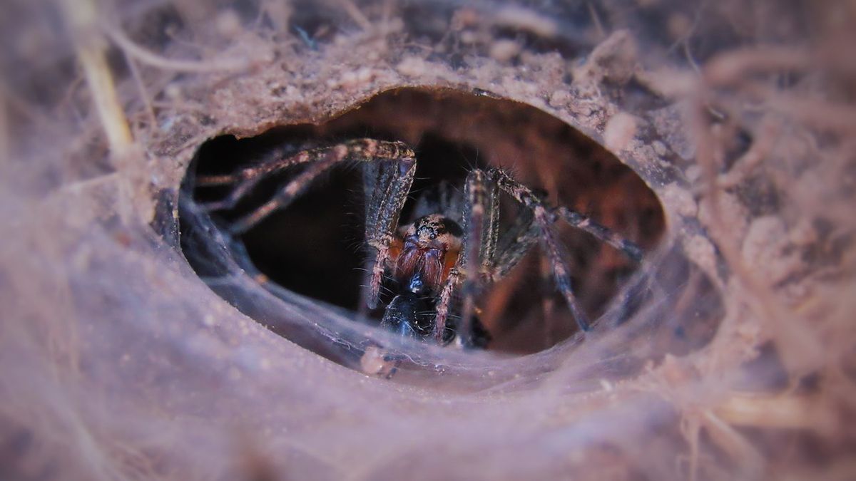 Lejkowiec Labiryntowaty