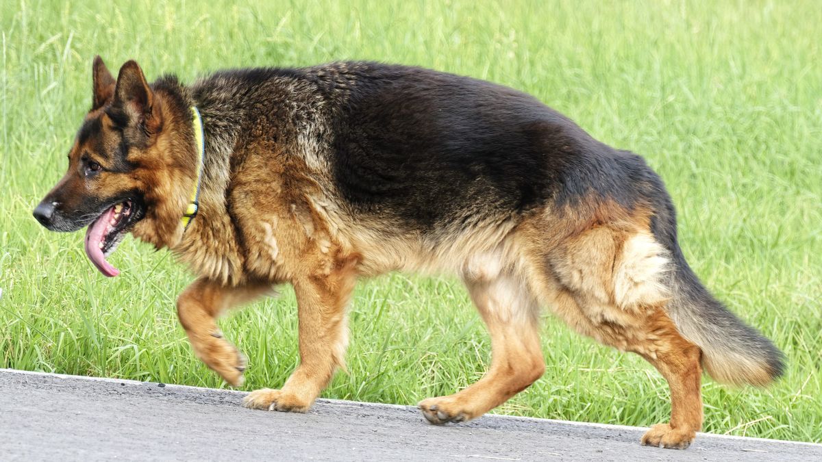Nowe kary za wykroczenia dla właścicieli psów