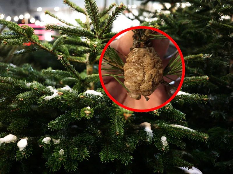 Hidden holiday surprise: The unwanted guests in your Christmas tree