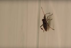 Wtyk amerykański. Śmierdzący owad szuka schronienia w domach