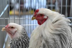 Mazowieckie. Nowe ogniska ptasiej grypy. Zakażonych blisko 110 tys. zwierząt