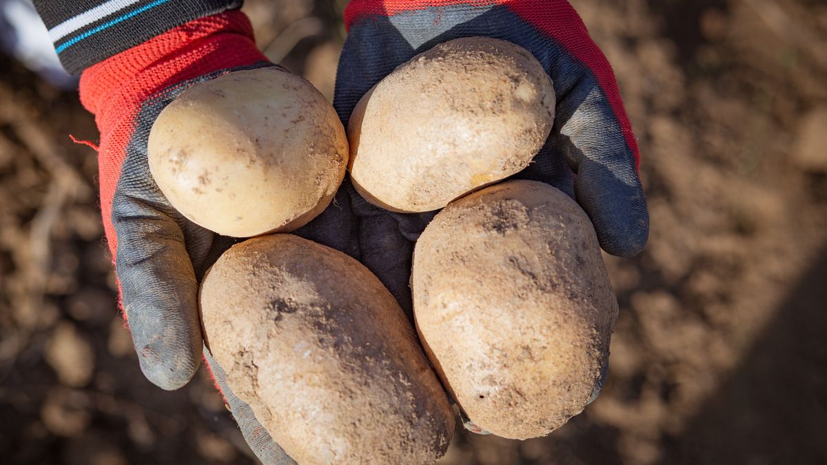 Hand holding potatoesHand holding potatoes on a agricultural fieldPavlina Popovska