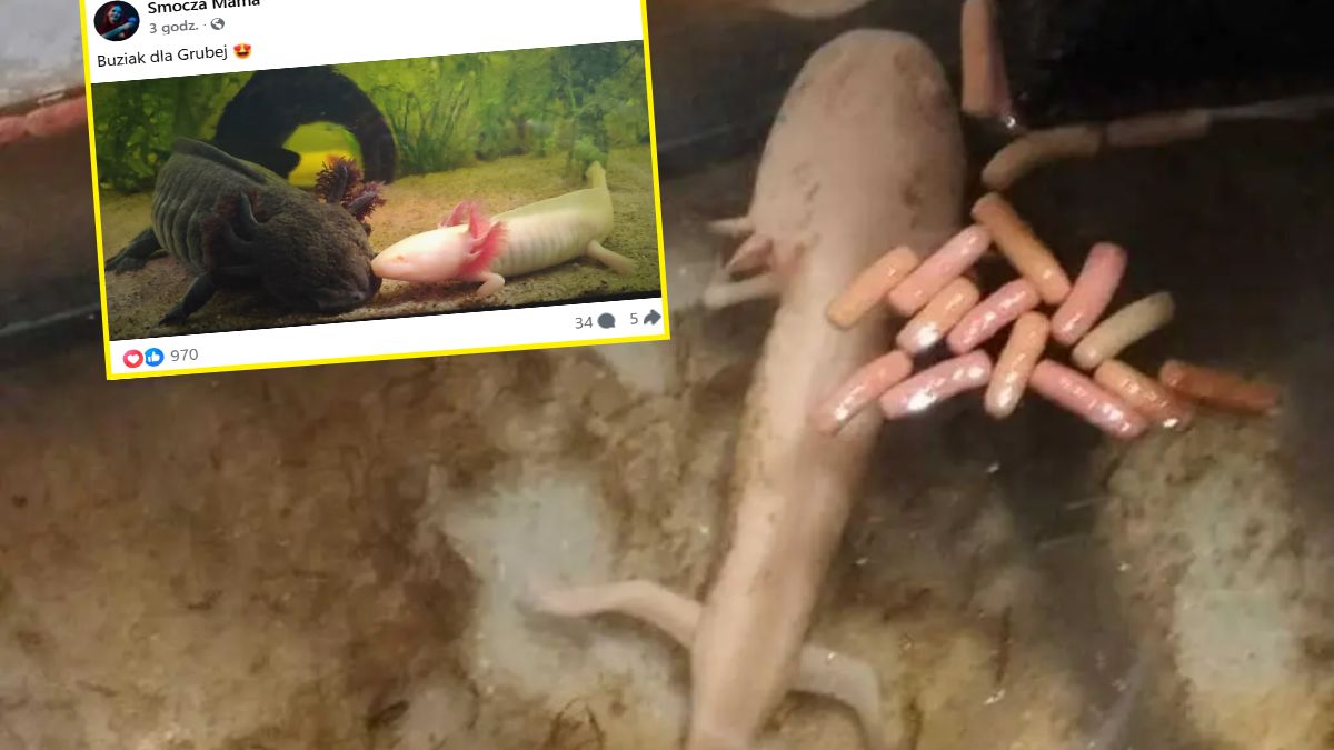 Zenem ma się coraz lepiej