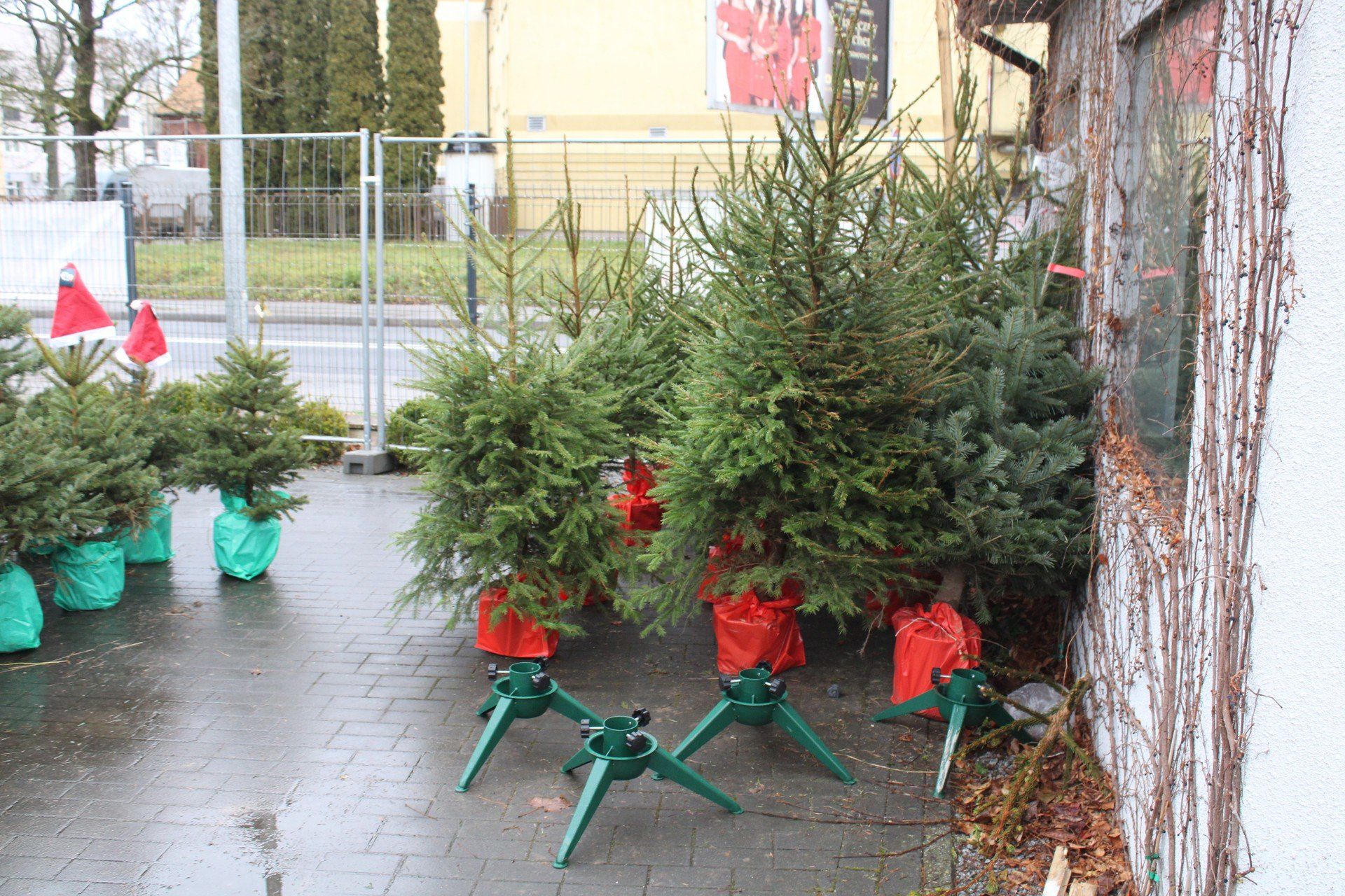 RUSZYŁA SPRZEDAŻ CHOINEK