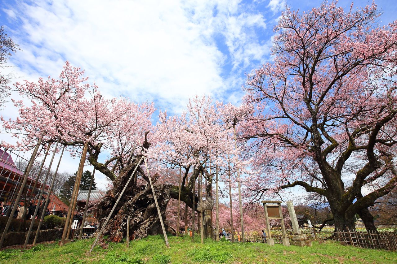 Najstarsza wiśnia w Japonii znów zakwitła. Ma dwa tysiące lat!