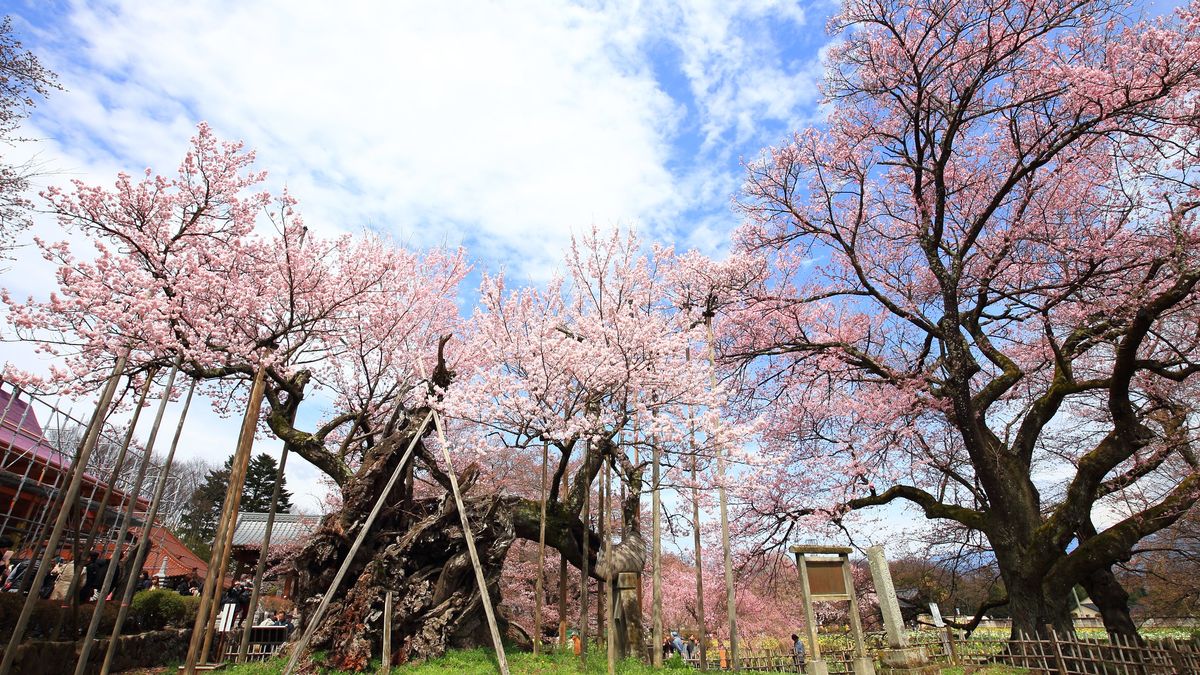 Najstarsza wiśnia w Japonii znów zakwitła. Ma dwa tysiące lat! 1