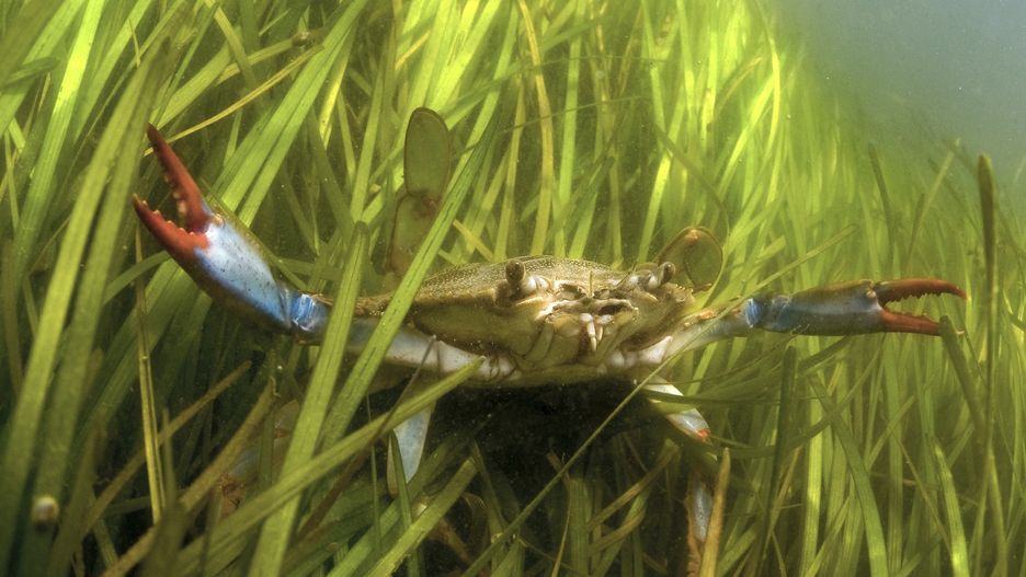 Niebieski krab