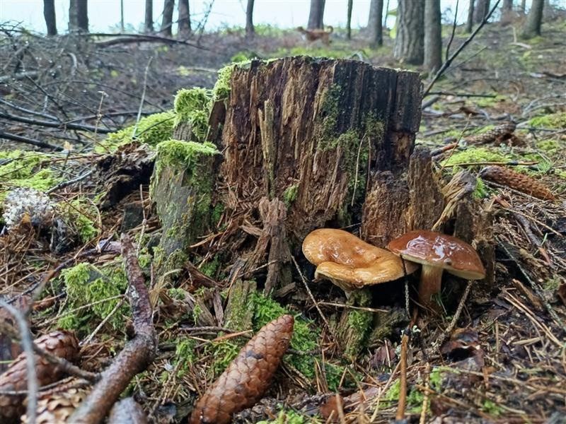Grzybobranie to idealny sposób na relaks i kontakt z naturą. Podkarpacie, dzięki swoim rozległym i malowniczym lasom, to prawdziwy raj dla każdego grzybiarza. Jeśli zastanawiasz się, gdzie szukać tych leśnych skarbów, dobrze trafiłeś! Odkryj z najpewniejsze i najpiękniejsze miejsca, które z pewnością obdarują cię sowitym zbiorem.