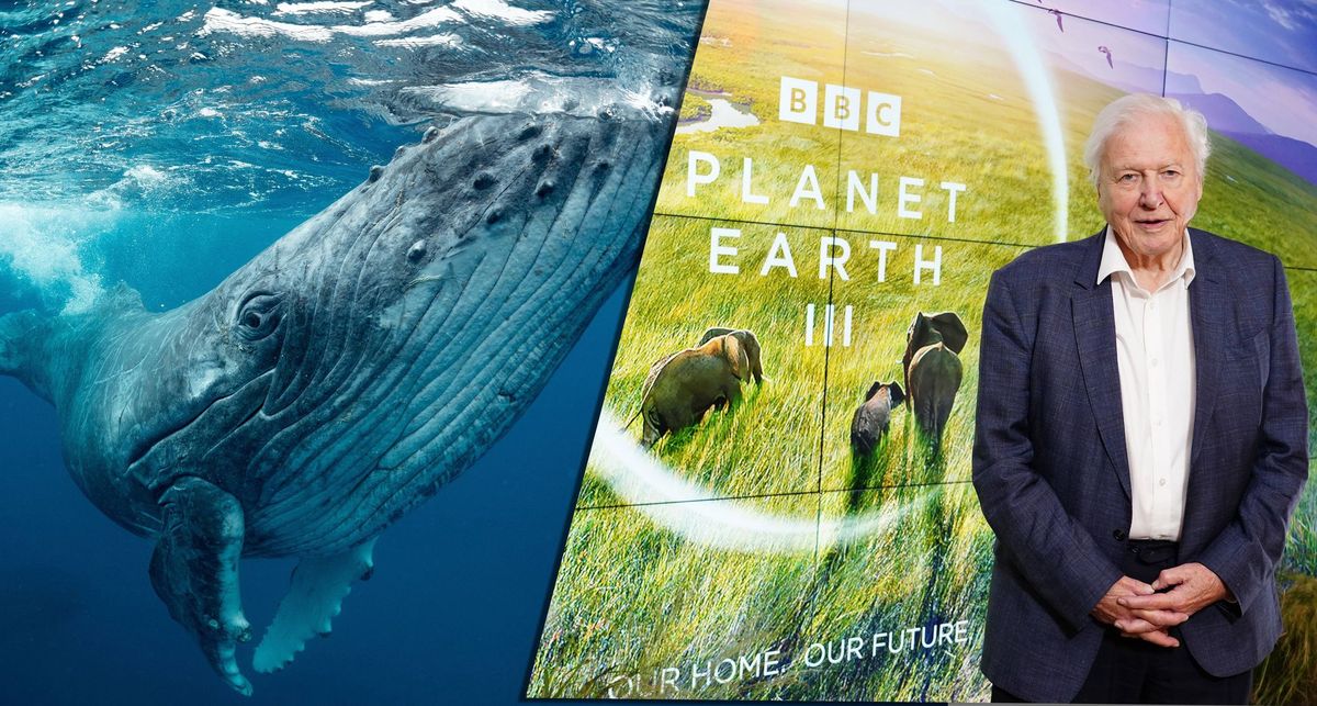 Sir David Attenborough po raz kolejny zabiera widzów w zapierająca dech podróż do świata przyrody 