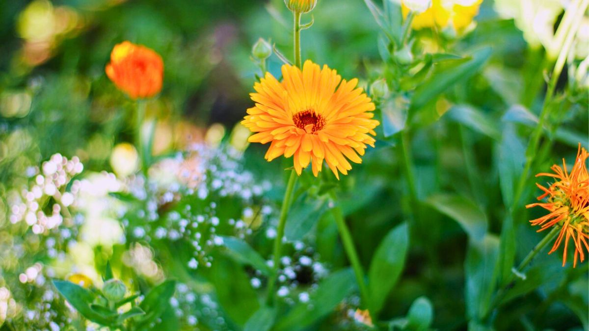 Nagietek ma niebywałe właściwości.