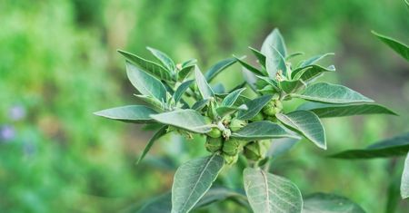 Ashwagandha – fakty i mity