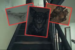 Pleśń, grzyb i przeciekający dach. Fatalne warunki, zaczęli akcję