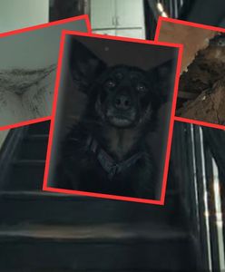 Pleśń, grzyb i przeciekający dach. Fatalne warunki, zaczęli akcję