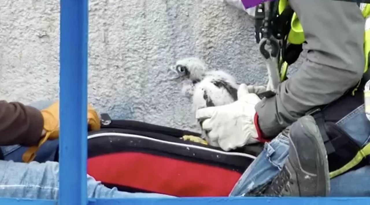 Wielkopolska: Skrzydła nad Karolinem. Cztery młode sokoły wędrowne otrzymały obrączki