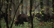 Żubry uciekły z rezerwatu. Leśnicy apelują, aby zachować ostrożność