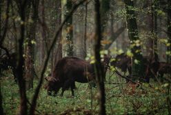 Żubry uciekły z rezerwatu. Leśnicy apelują, aby zachować ostrożność