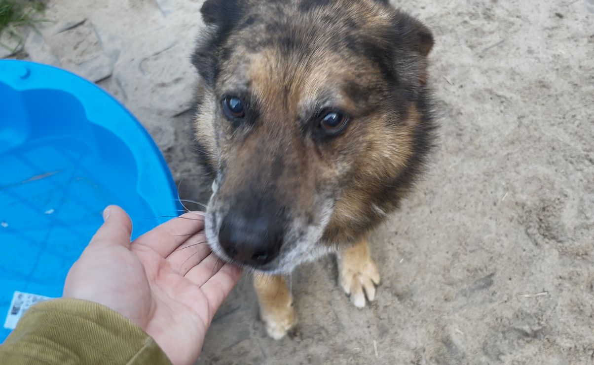 Pudelek Pomaga Pupilom