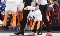 Gęś Pipa "obsesją" Polaków. Była powodem awantury we Wrocławiu