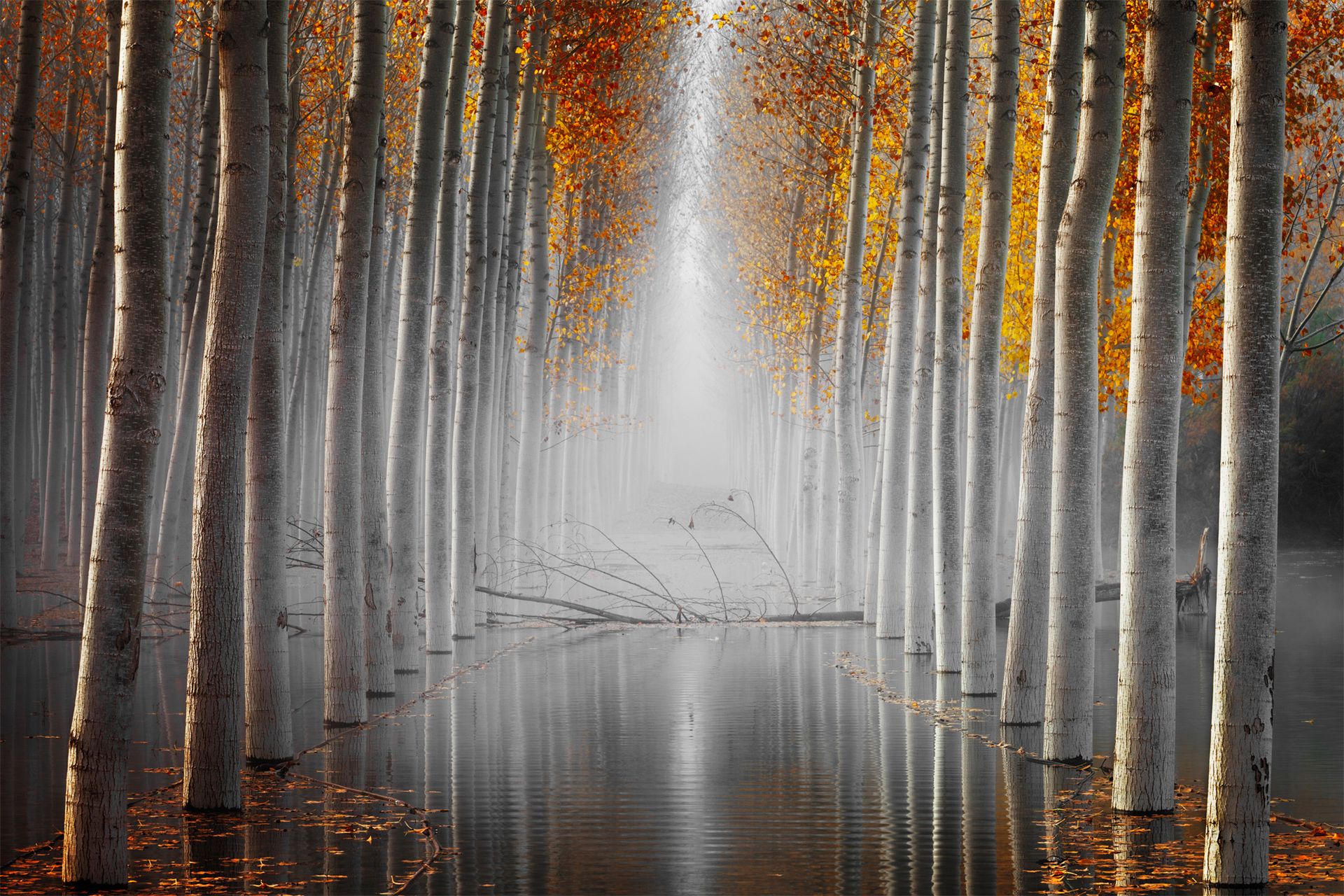 Nature Photographer of the Year 2019: Najpiękniejsze zdjęcia przyrody wybrane 6