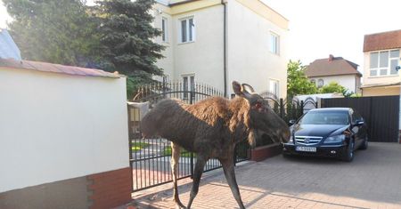 Potrafią wdeptać człowieka w ziemię. Łosie opanowały polskie miasto