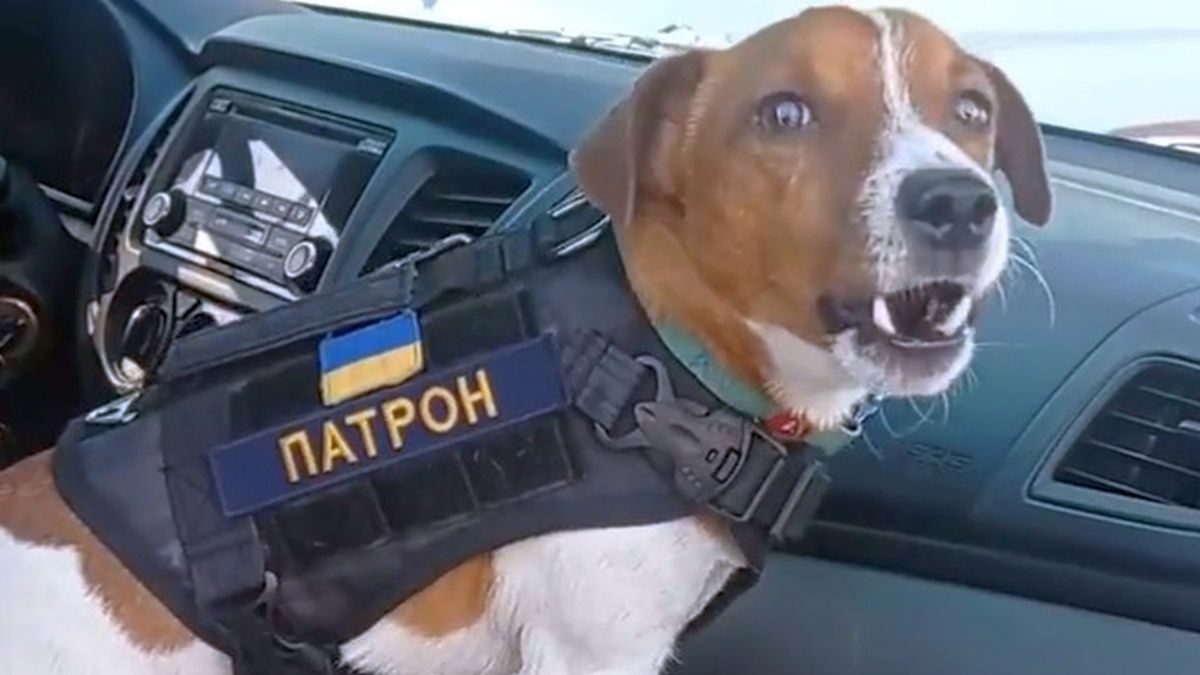Patron - pies ukraińskich ratowników 