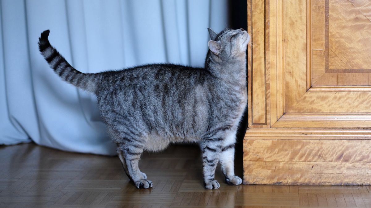 Tak należy odczytywać zachowania kota (zdjęcie ilustracyjne)