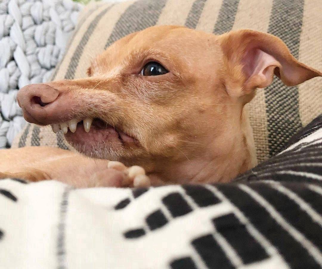 Pan Herschel Burns, znany jako Tuna, to pies, który zyskał miliony obserwatorów na Instagramie
