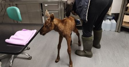 Był w dużym potrzasku. Uratowali go leśniczy