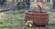 Tych grzybów nie zbieraj pod żadnym pozorem. Grożą za to kary