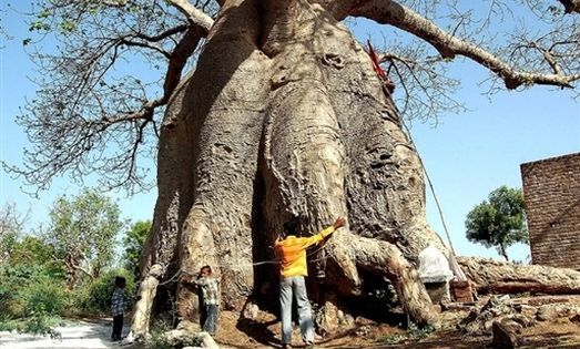Na deser - baobab