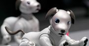 Nowy pies-robot od Sony na rynku – producent wprowadza kolejną wersję Aibo
