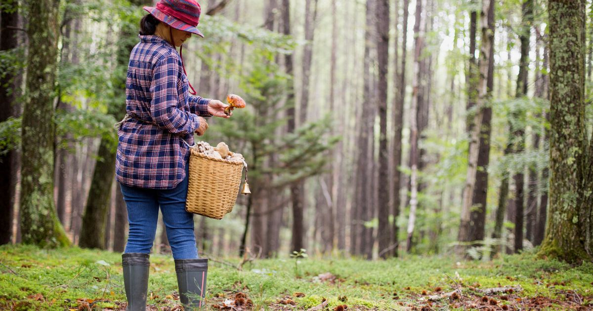 Kobieta zbierająca grzyby w lesie - Pyszności; Foto: Canva.com