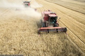 GUS. Wzrosły ceny skupu podstawowych produktów rolnych