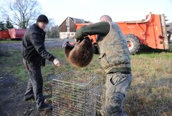 Dostali zgodę na odstrzał bobrów. "Nikt ich nie chce"