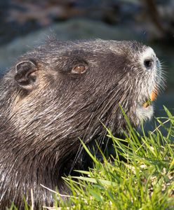Bobry powinny być jadalne, uważa minister. Bo "ich płetwy to afrodyzjaki"